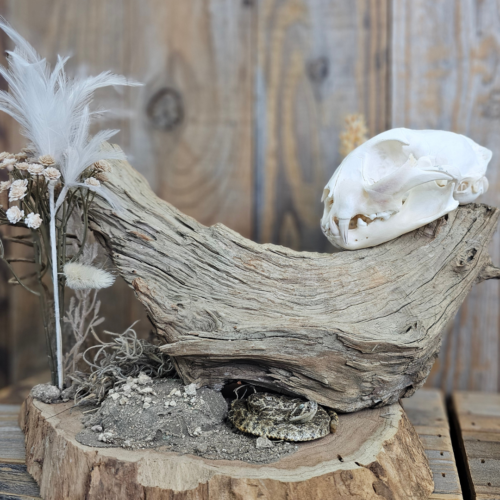 Fox Skull w/ rattlesnake