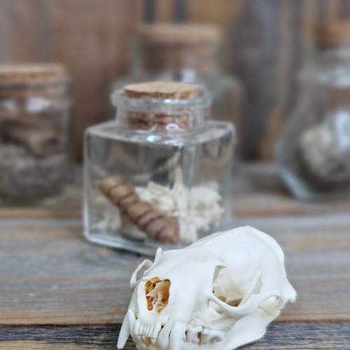 Skunk Skull
