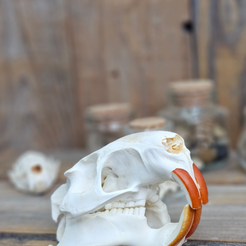 Beaver Skull