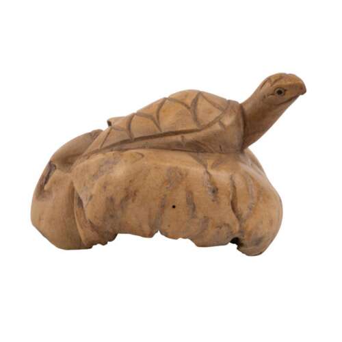 SMALL TURTLE ON PARASITE WOOD